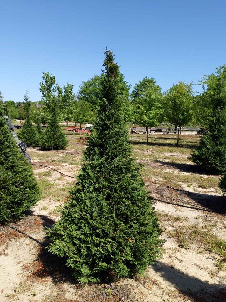 cupressocyparis-leylandii-leyland-cypress-hesperotropsis-leylandii-callitropsis-x-leylandii