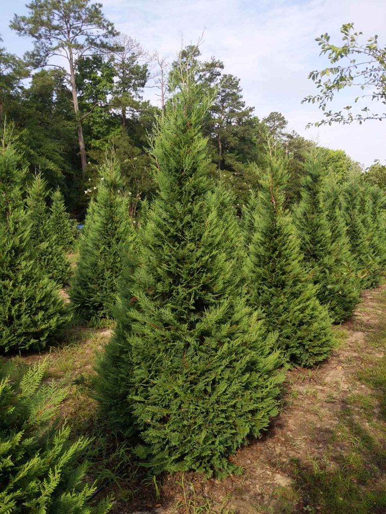 cupressocyparis-leylandii-leyland-cypress-hesperotropsis-leylandii-callitropsis-x-leylandii