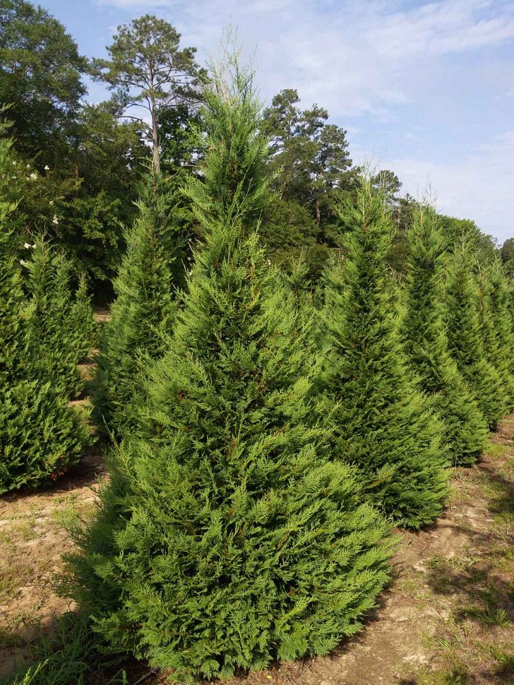 cupressocyparis-leylandii-leyland-cypress-hesperotropsis-leylandii-callitropsis-x-leylandii