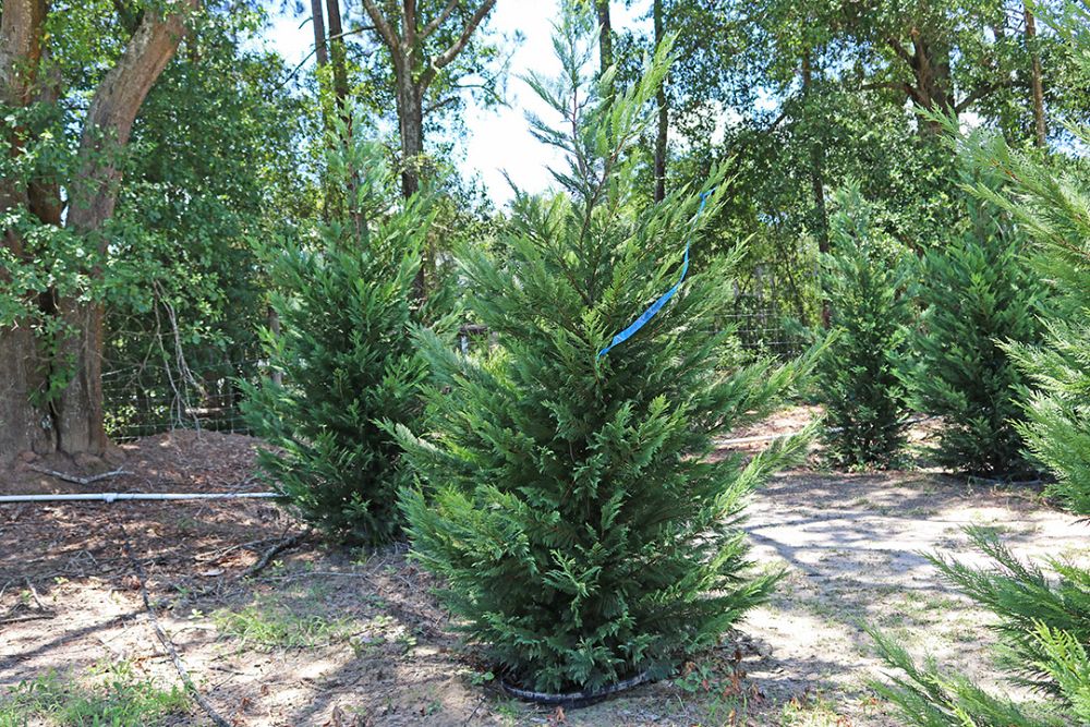 cupressocyparis-leylandii-leyland-cypress-hesperotropsis-leylandii-callitropsis-x-leylandii