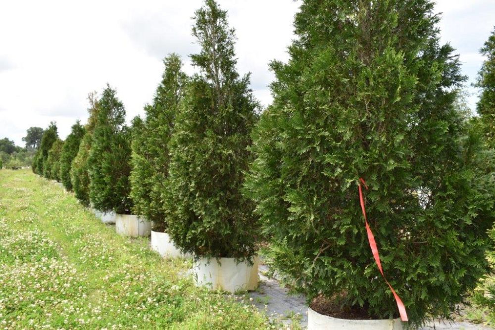 cupressocyparis-leylandii-leyland-cypress-hesperotropsis-leylandii-callitropsis-x-leylandii