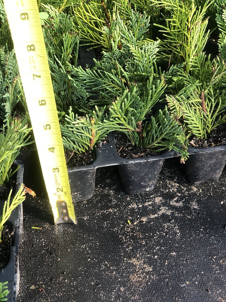 cupressocyparis-leylandii-leyland-cypress-hesperotropsis-leylandii-callitropsis-x-leylandii