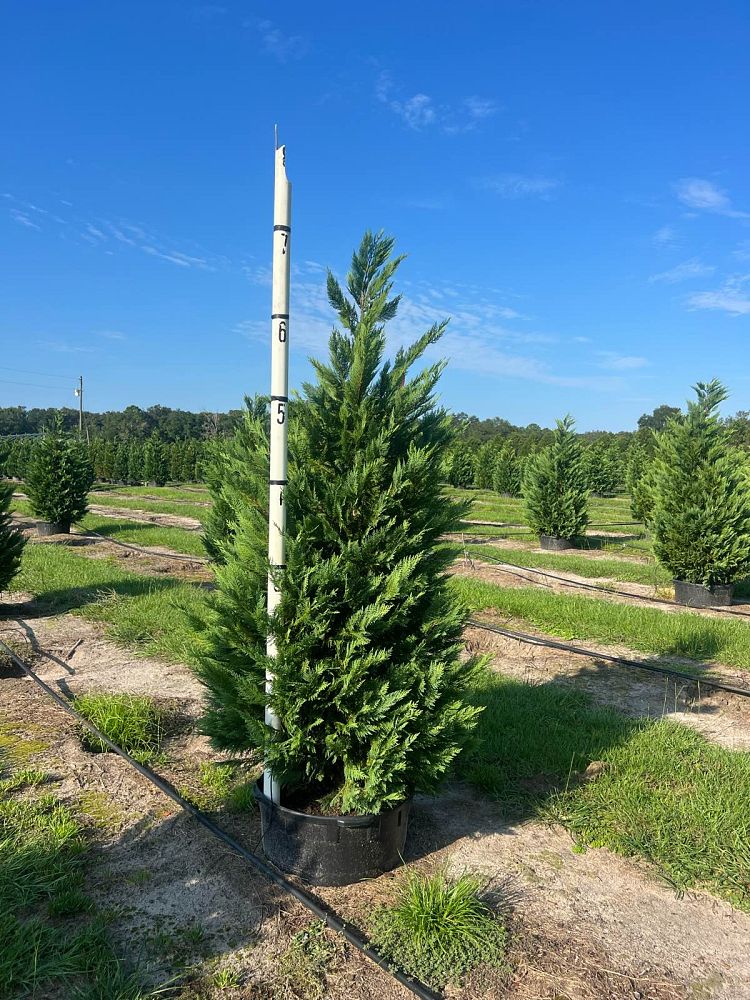 cupressocyparis-leylandii-leyland-cypress-hesperotropsis-leylandii-callitropsis-x-leylandii