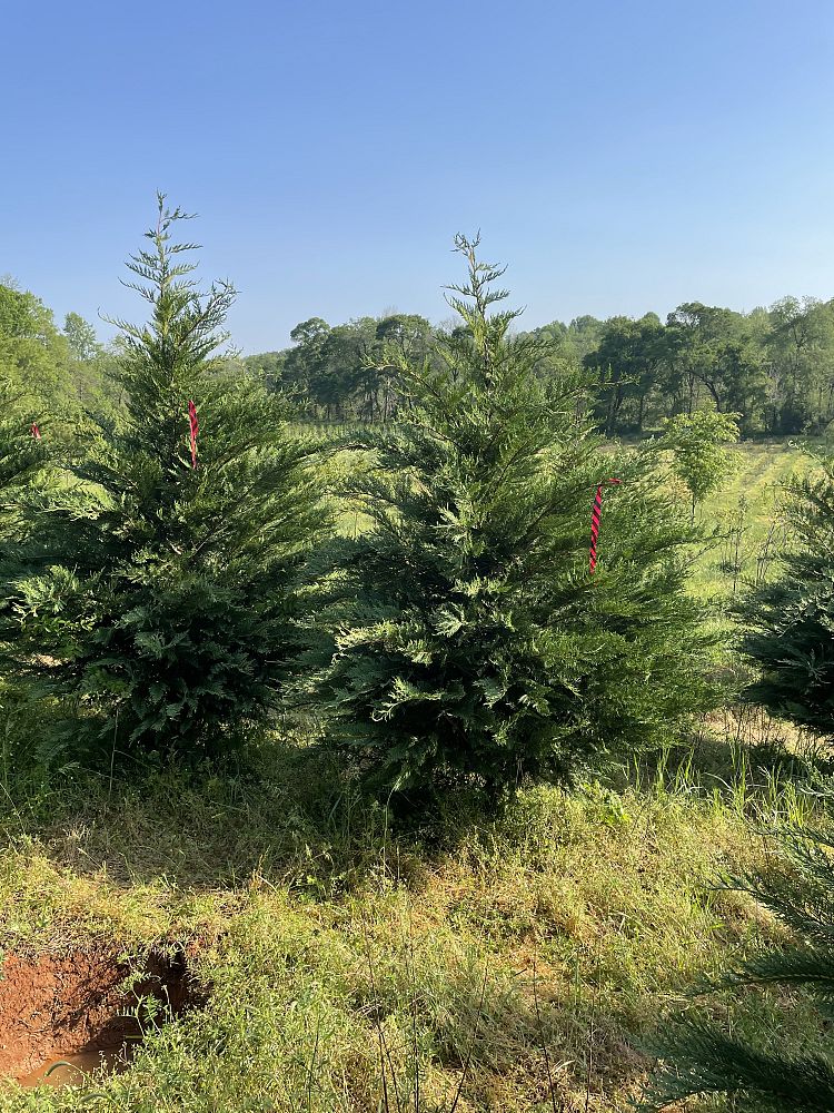 cupressocyparis-leylandii-leyland-cypress-hesperotropsis-leylandii-callitropsis-x-leylandii