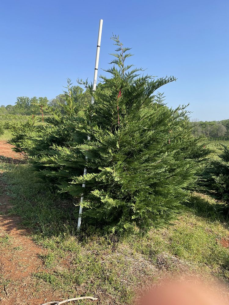 cupressocyparis-leylandii-leyland-cypress-hesperotropsis-leylandii-callitropsis-x-leylandii