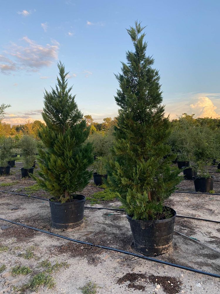 cupressocyparis-leylandii-leyland-cypress-hesperotropsis-leylandii-callitropsis-x-leylandii