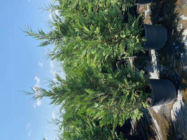 cupressocyparis-leylandii-leyland-cypress-hesperotropsis-leylandii-callitropsis-x-leylandii