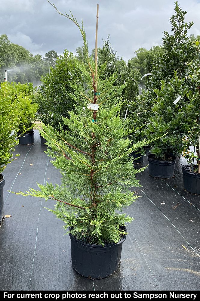 cupressocyparis-leylandii-leyland-cypress-hesperotropsis-leylandii-callitropsis-x-leylandii