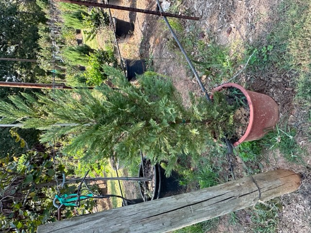 cupressocyparis-leylandii-leyland-cypress-hesperotropsis-leylandii-callitropsis-x-leylandii