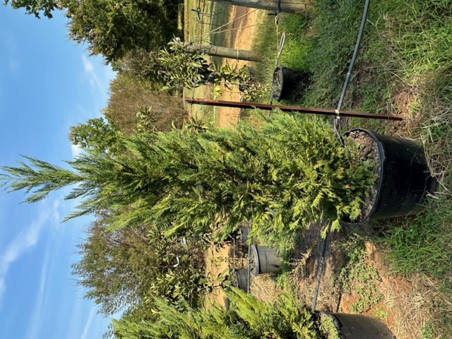 cupressocyparis-leylandii-leyland-cypress-hesperotropsis-leylandii-callitropsis-x-leylandii