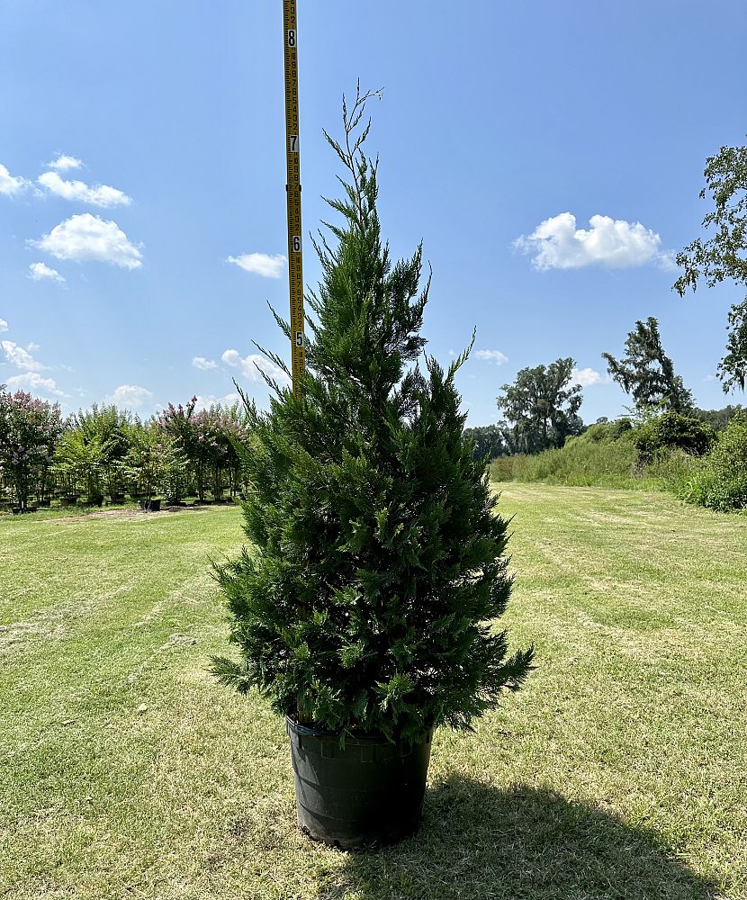 cupressocyparis-leylandii-leyland-cypress-hesperotropsis-leylandii-callitropsis-x-leylandii