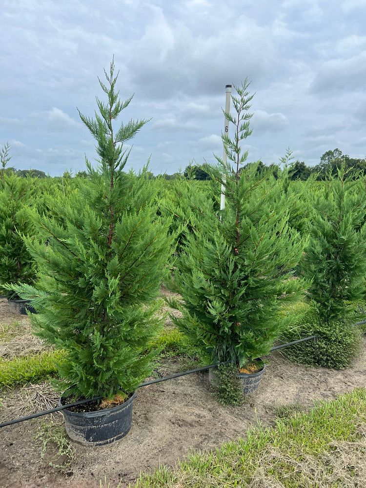 cupressocyparis-leylandii-leyland-cypress-hesperotropsis-leylandii-callitropsis-x-leylandii