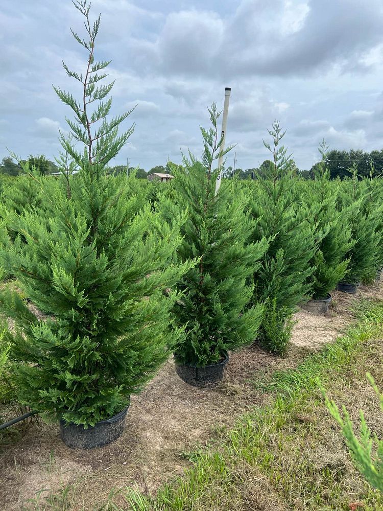 cupressocyparis-leylandii-leyland-cypress-hesperotropsis-leylandii-callitropsis-x-leylandii