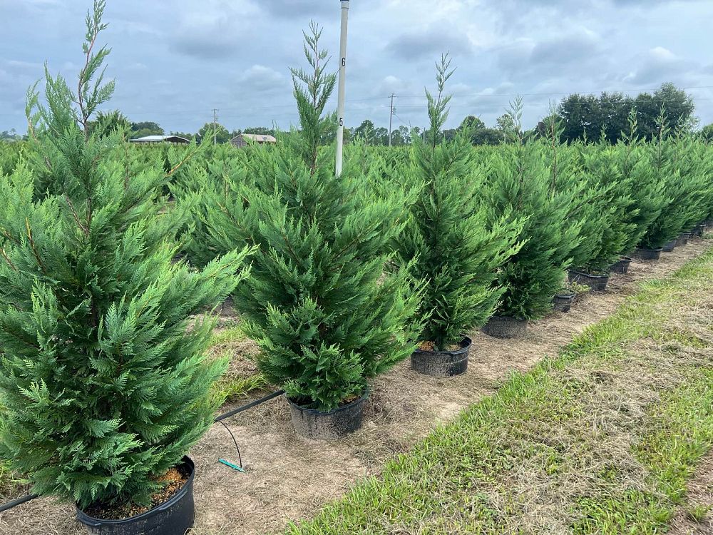 cupressocyparis-leylandii-leyland-cypress-hesperotropsis-leylandii-callitropsis-x-leylandii