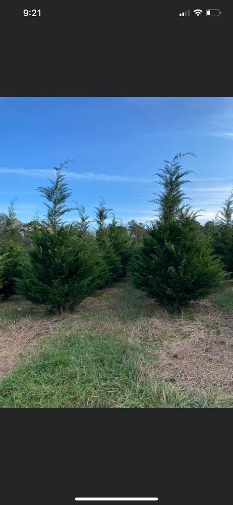 cupressocyparis-leylandii-leyland-cypress-hesperotropsis-leylandii-callitropsis-x-leylandii