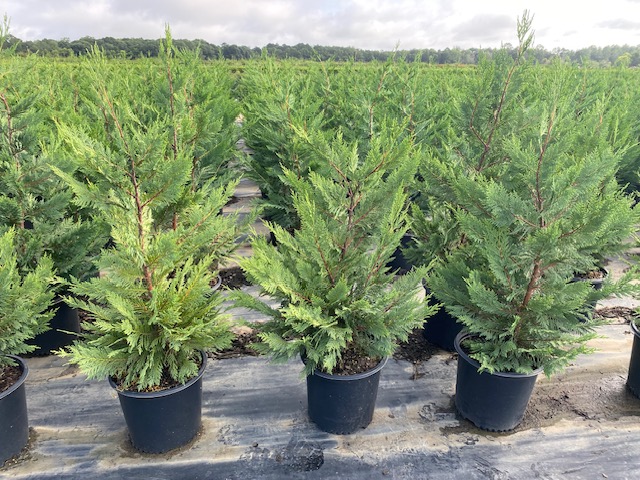 cupressocyparis-leylandii-leyland-cypress-hesperotropsis-leylandii-callitropsis-x-leylandii