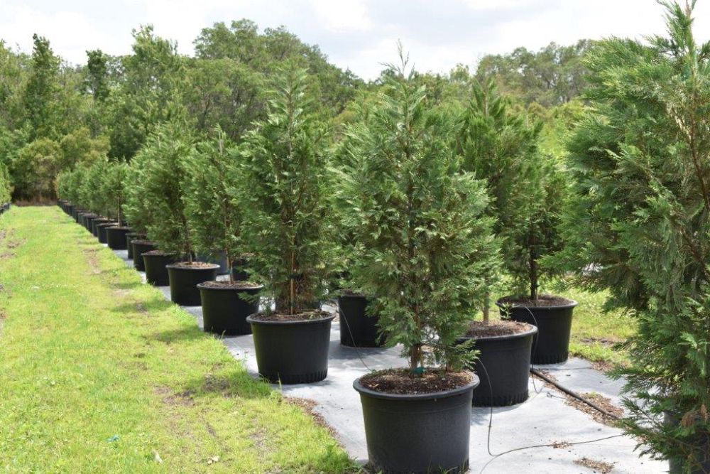 cupressocyparis-leylandii-leyland-cypress-hesperotropsis-leylandii-callitropsis-x-leylandii