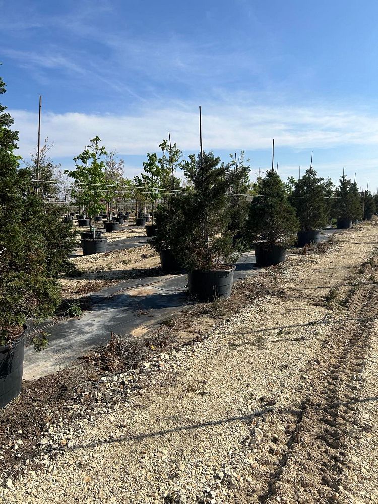 cupressocyparis-leylandii-leyland-cypress-hesperotropsis-leylandii-callitropsis-x-leylandii