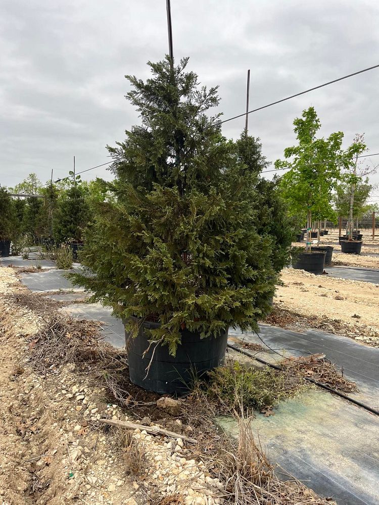 cupressocyparis-leylandii-leyland-cypress-hesperotropsis-leylandii-callitropsis-x-leylandii