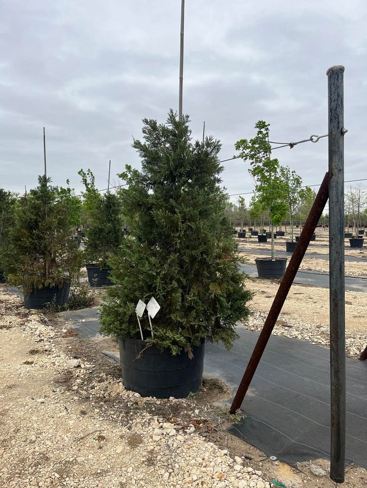 cupressocyparis-leylandii-leyland-cypress-hesperotropsis-leylandii-callitropsis-x-leylandii