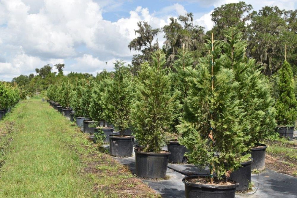 cupressocyparis-leylandii-leyland-cypress-hesperotropsis-leylandii-callitropsis-x-leylandii