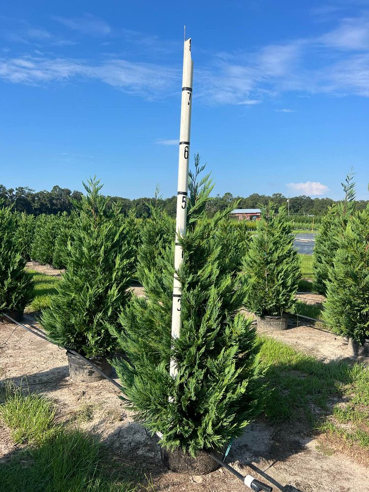 cupressocyparis-leylandii-leyland-cypress-hesperotropsis-leylandii-callitropsis-x-leylandii