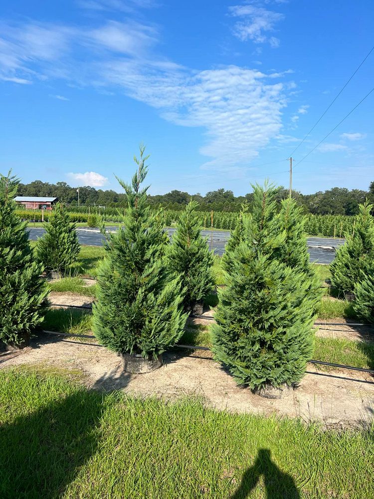 cupressocyparis-leylandii-leyland-cypress-hesperotropsis-leylandii-callitropsis-x-leylandii