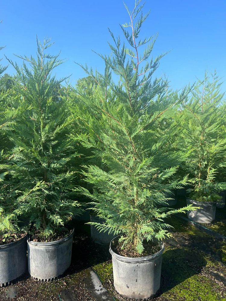 cupressocyparis-leylandii-leyland-cypress-hesperotropsis-leylandii-callitropsis-x-leylandii