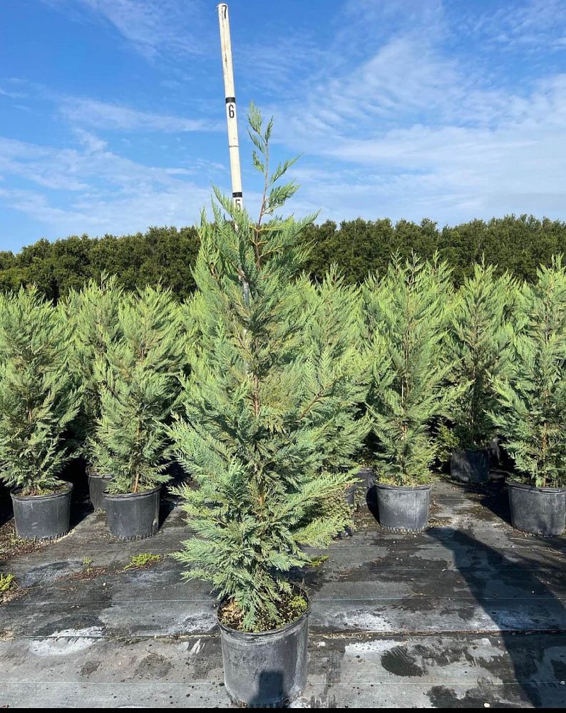 cupressocyparis-leylandii-leyland-cypress-hesperotropsis-leylandii-callitropsis-x-leylandii