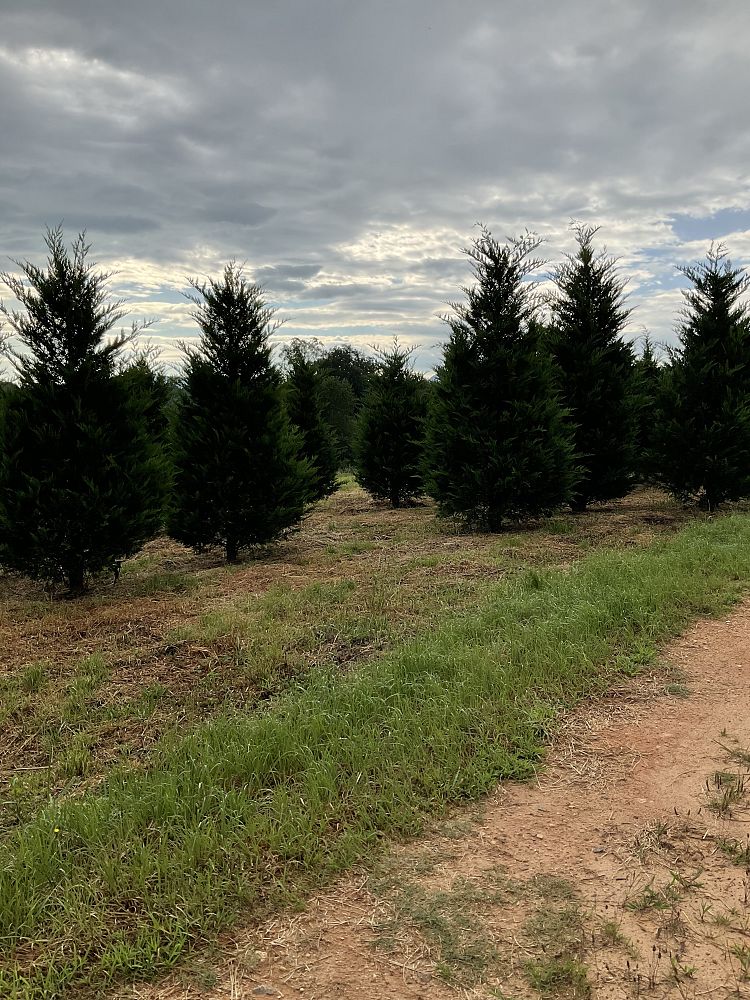 cupressocyparis-leylandii-leyland-cypress-hesperotropsis-leylandii-callitropsis-x-leylandii