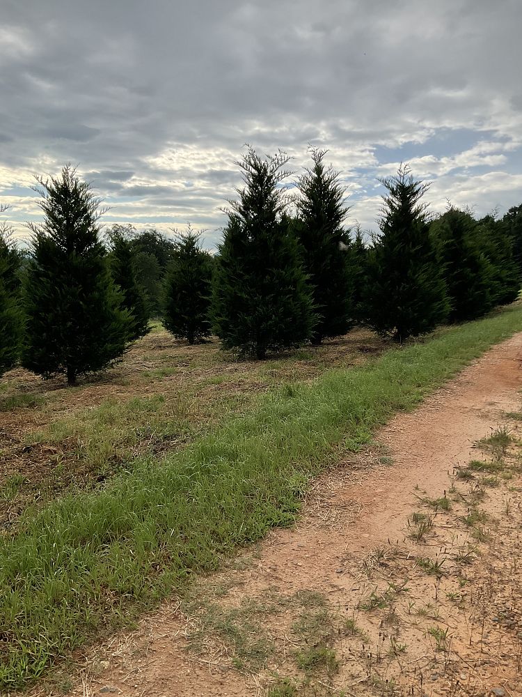 cupressocyparis-leylandii-leyland-cypress-hesperotropsis-leylandii-callitropsis-x-leylandii