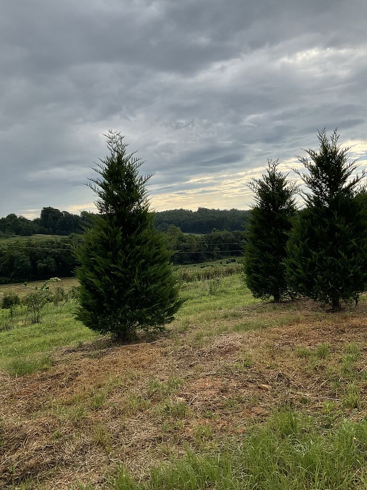 cupressocyparis-leylandii-leyland-cypress-hesperotropsis-leylandii-callitropsis-x-leylandii