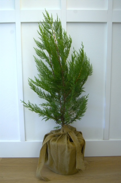 cupressocyparis-leylandii-leyland-cypress-hesperotropsis-leylandii-callitropsis-x-leylandii