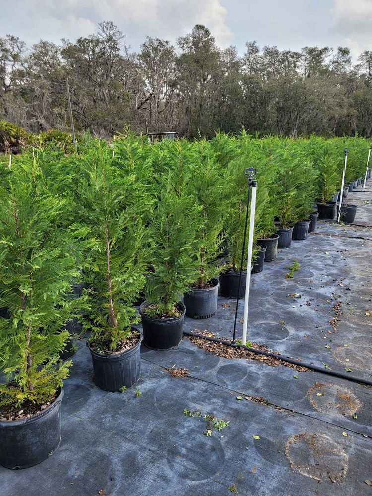 cupressocyparis-leylandii-leyland-cypress-hesperotropsis-leylandii-callitropsis-x-leylandii