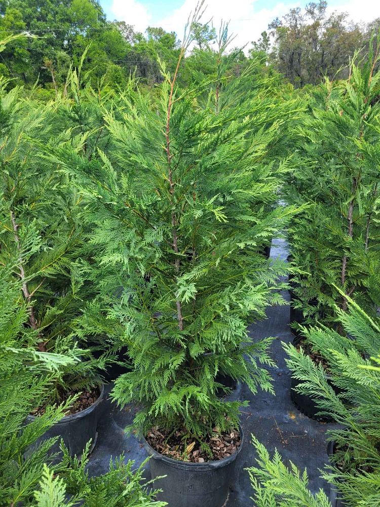 cupressocyparis-leylandii-leyland-cypress-hesperotropsis-leylandii-callitropsis-x-leylandii