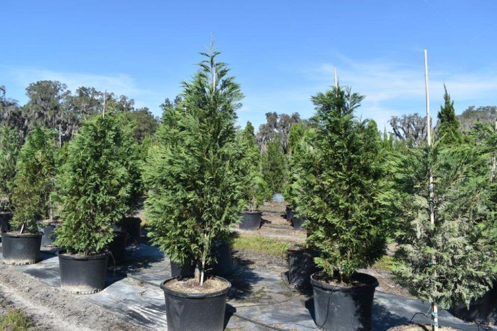 cupressocyparis-leylandii-leyland-cypress-hesperotropsis-leylandii-callitropsis-x-leylandii