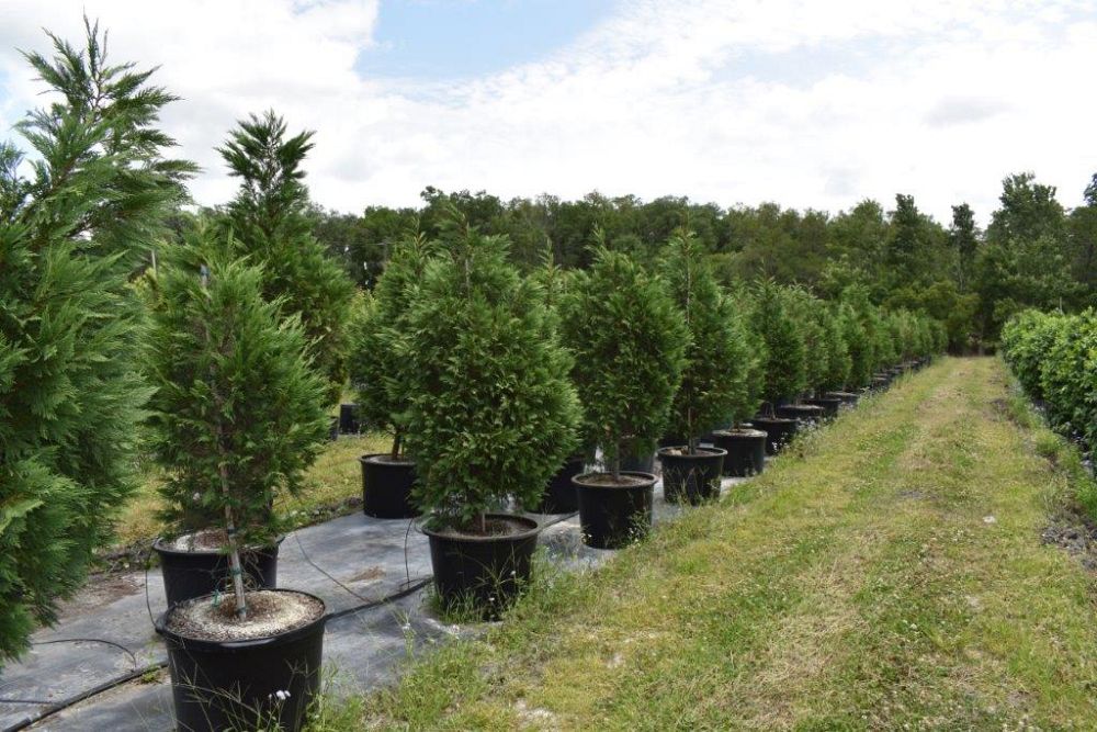 cupressocyparis-leylandii-leyland-cypress-hesperotropsis-leylandii-callitropsis-x-leylandii