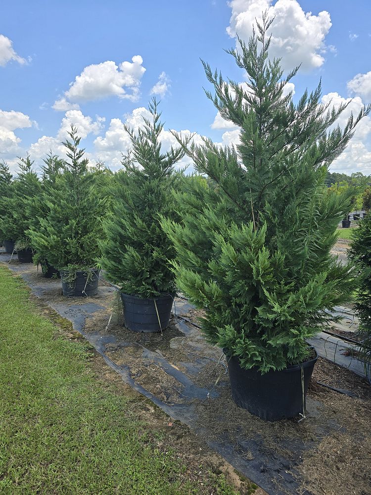 cupressocyparis-leylandii-leyland-cypress-hesperotropsis-leylandii-callitropsis-x-leylandii