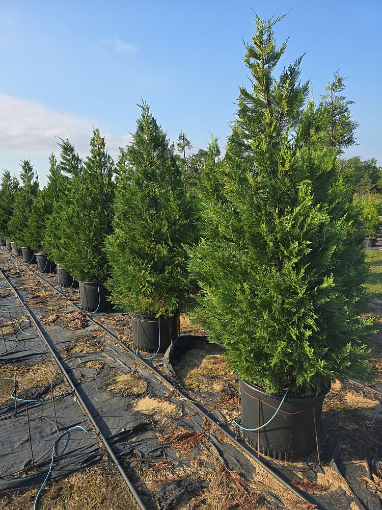 cupressocyparis-leylandii-leyland-cypress-hesperotropsis-leylandii-callitropsis-x-leylandii