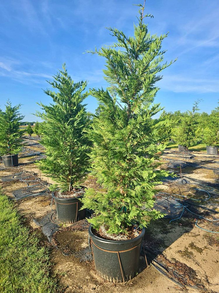 cupressocyparis-leylandii-leyland-cypress-hesperotropsis-leylandii-callitropsis-x-leylandii