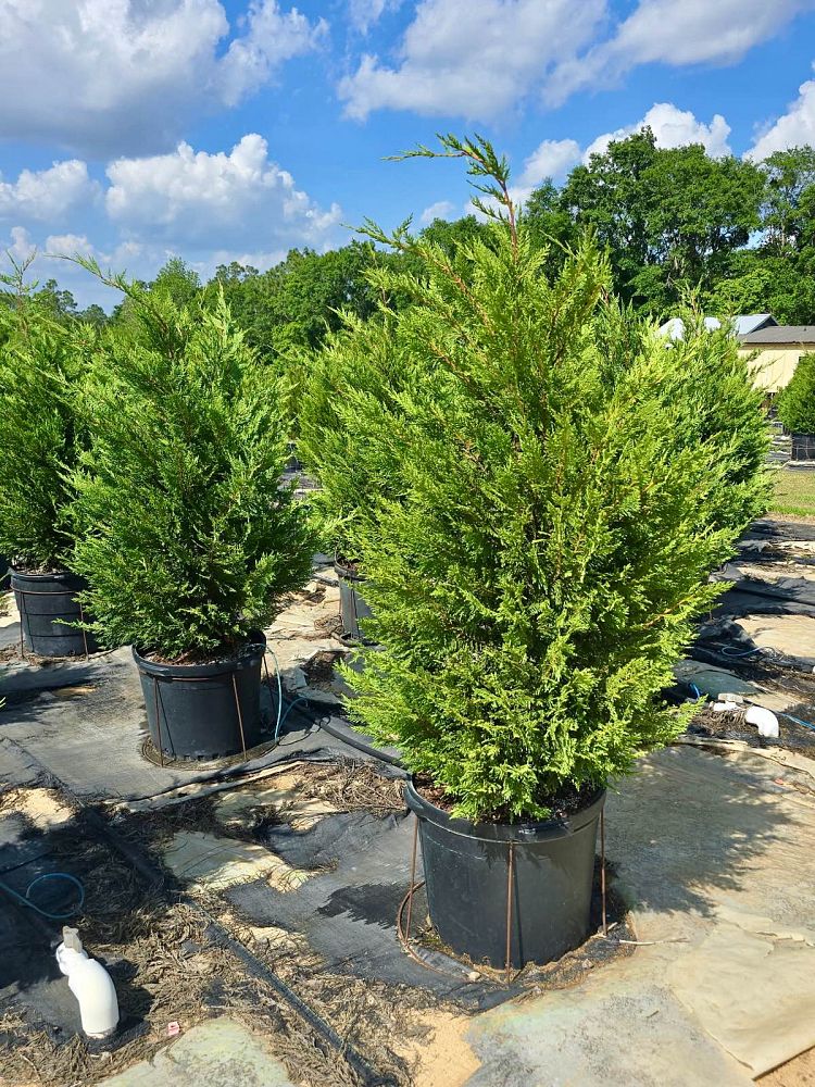 cupressocyparis-leylandii-leyland-cypress-hesperotropsis-leylandii-callitropsis-x-leylandii