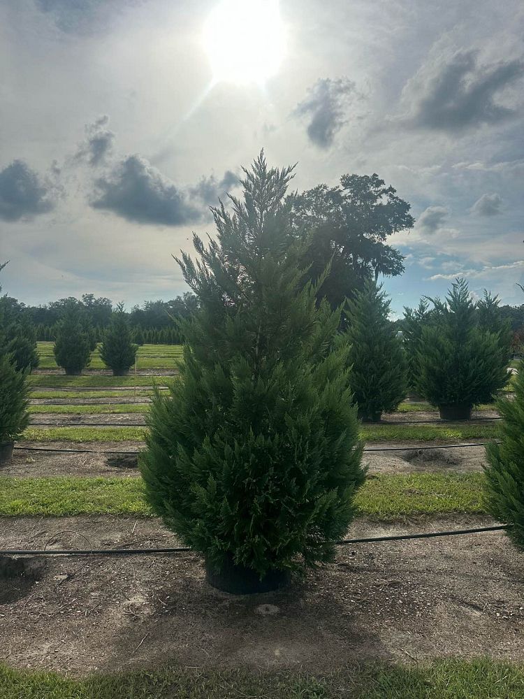 cupressocyparis-leylandii-leyland-cypress-hesperotropsis-leylandii-callitropsis-x-leylandii