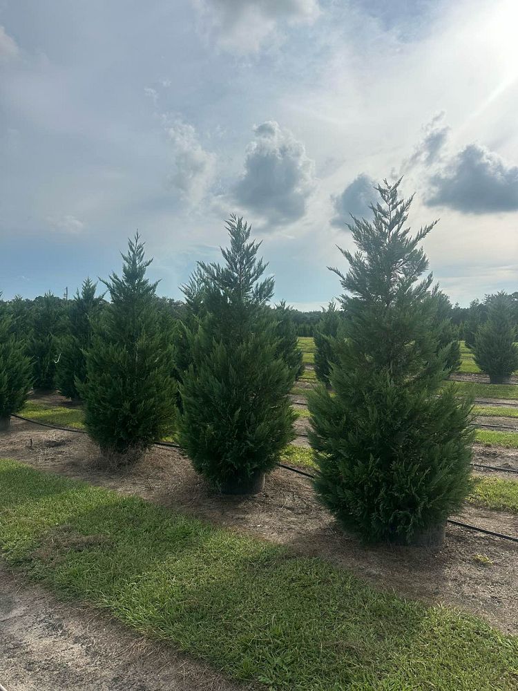 cupressocyparis-leylandii-leyland-cypress-hesperotropsis-leylandii-callitropsis-x-leylandii