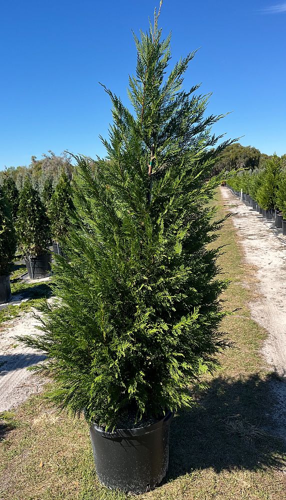 cupressocyparis-leylandii-leyland-cypress-hesperotropsis-leylandii-callitropsis-x-leylandii