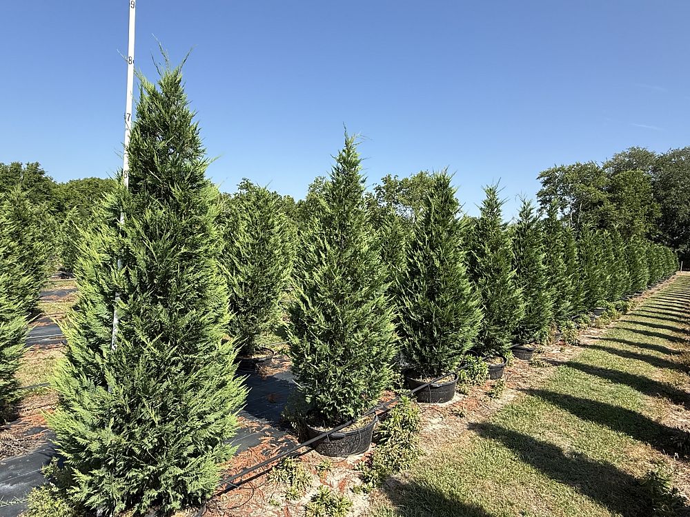 cupressocyparis-leylandii-leyland-cypress-hesperotropsis-leylandii-callitropsis-x-leylandii