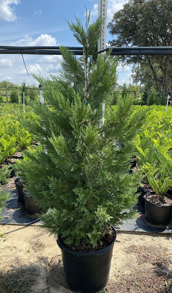 cupressocyparis-leylandii-leyland-cypress-hesperotropsis-leylandii-callitropsis-x-leylandii