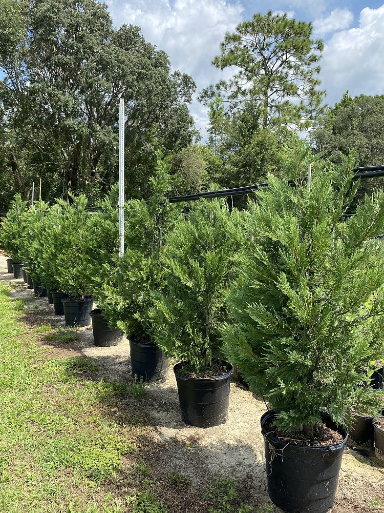 cupressocyparis-leylandii-leyland-cypress-hesperotropsis-leylandii-callitropsis-x-leylandii