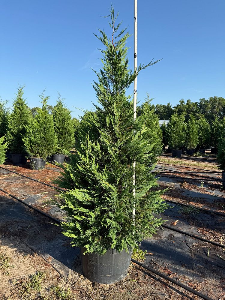cupressocyparis-leylandii-leyland-cypress-hesperotropsis-leylandii-callitropsis-x-leylandii