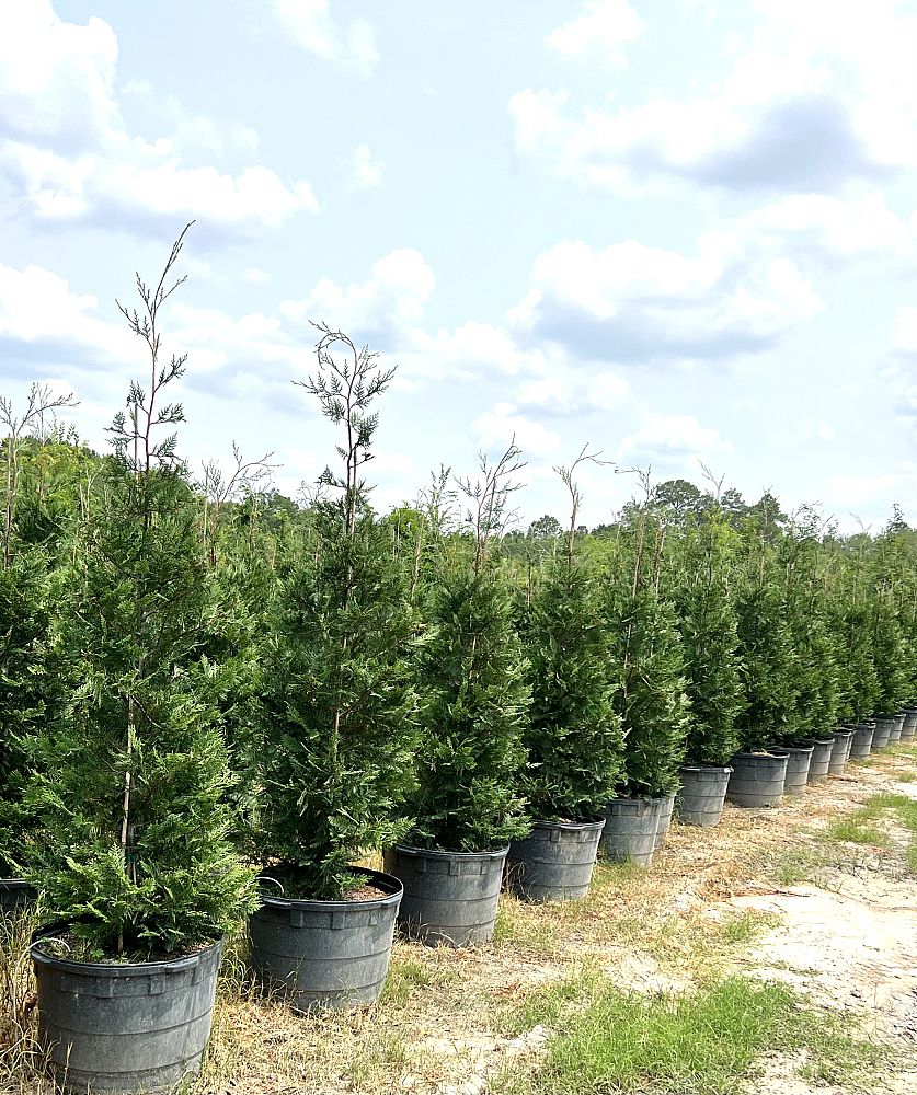 cupressocyparis-leylandii-leyland-cypress-hesperotropsis-leylandii-callitropsis-x-leylandii