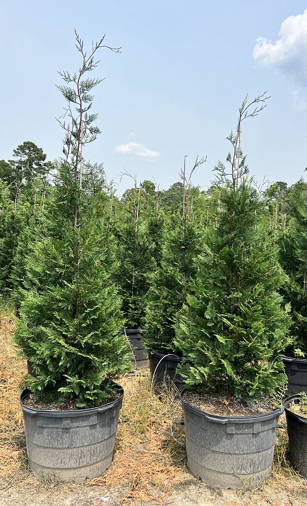 cupressocyparis-leylandii-leyland-cypress-hesperotropsis-leylandii-callitropsis-x-leylandii